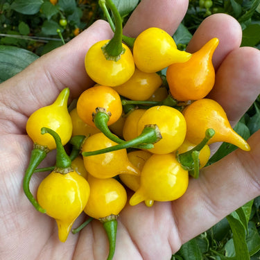 Biquinho Yellow - Seeds - The Pepper Pantry (Formerly Marie Sharp's)